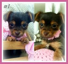Yorkie Puppy, ready to re-home now Image eClassifieds4u 3