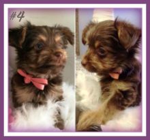 Yorkie Puppy, ready to re-home now Image eClassifieds4u 2