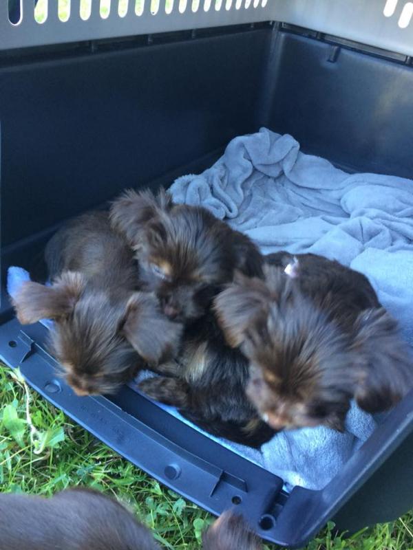Rare Chocolate & Tan Yorkie Puppy, ready to re-home now Tex 543-5543 Image eClassifieds4u
