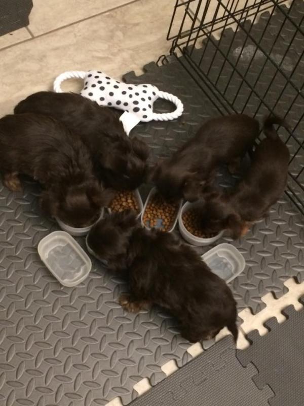 Rare Chocolate & Tan Yorkie Puppy, ready to re-home now Tex 543-5543 Image eClassifieds4u