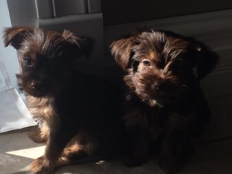 Rare Chocolate & Tan Yorkie Puppy, ready to re-home now Tex 543-5543 Image eClassifieds4u
