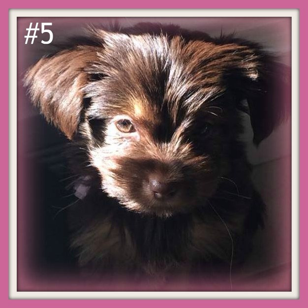 Yorkie Puppy, ready to re-home now Image eClassifieds4u