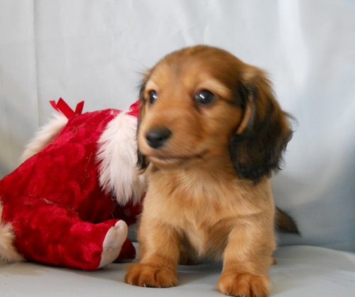 Dachshund puppies For Sale Image eClassifieds4u