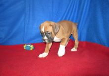 2 exceptional CKC Boxer Puppies For Sale