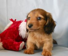 Dachshund puppies For Sale