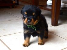 12 weeks Rottweiler Puppies for sale
