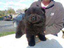 Beautiful chow chow Puppies For Sale