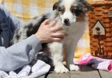 Charming Australian Shepherd puppies for sale