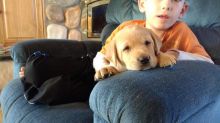 I am offering two Labrador puppies for sale