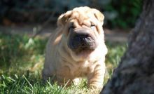 Magnificent Chinese Shar-Pei Puppies For Sale