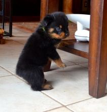 Male and female Rottweiler puppies for pet lovers.