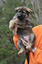 Quality German Shepherd puppies for sale.