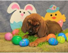 red bone Coonhound pups for sale