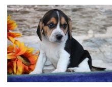 seeking a great home for my Beagle Puppies For Sale