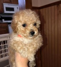 special little TOY POODLE PUPPIES