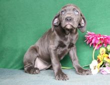 Two amazing Cane Corso Puppies For Sale. 12 weeks old