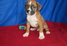 Two Lovely Boxer Puppies For Sale puppies available