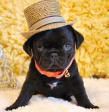 we have gorgeous Pug Puppies For Sale