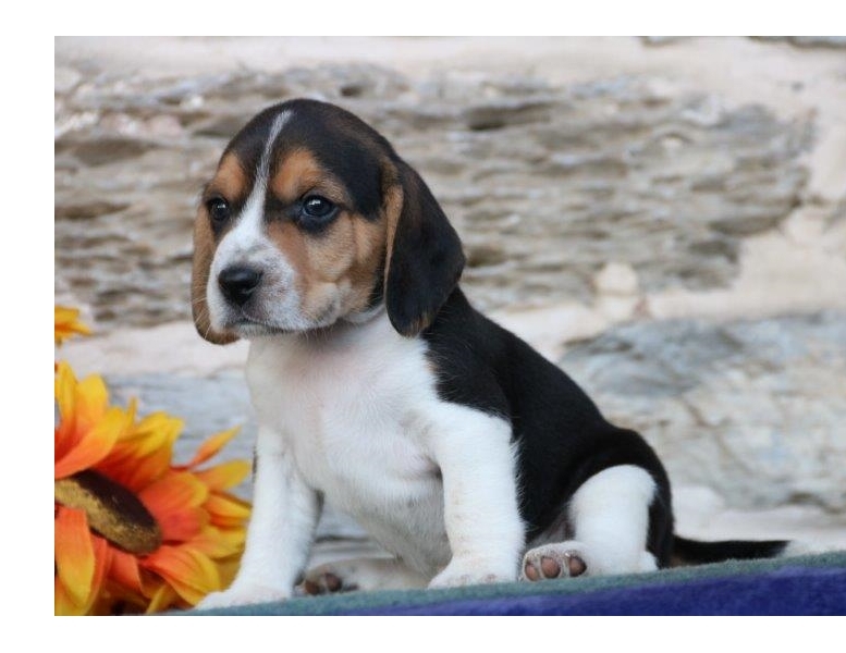 12 week old Beagle Puppies For Sale Image eClassifieds4u