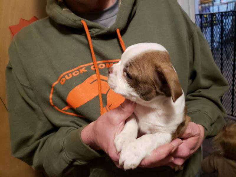 Beautiful Boston terrier For Sale Image eClassifieds4u