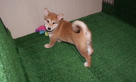 beautiful Shiba Inu Puppies For Sale Image eClassifieds4u