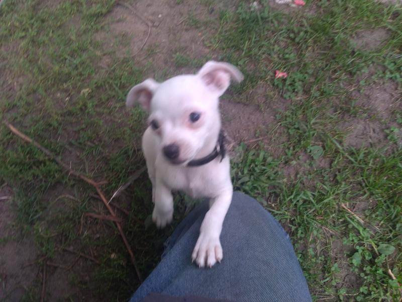 Chihuahua Image eClassifieds4u