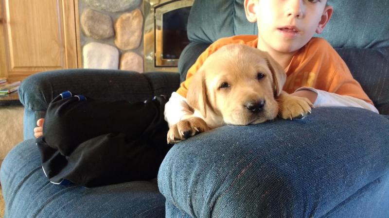 I am offering two Labrador puppies for sale Image eClassifieds4u