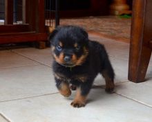 12 weeks old Rottweiler Puppies for sale Image eClassifieds4U