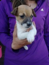 Beautiful True Jack Russel Male n female Image eClassifieds4U
