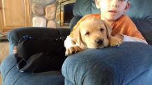 I am offering two Labrador puppies for sale Image eClassifieds4U