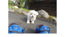 Our gorgeous male and female Maltese Puppies For Sale Image eClassifieds4U