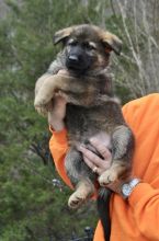 Quality German Shepherd puppies for sale. Image eClassifieds4U