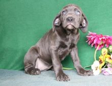 Two amazing Cane Corso Puppies For Sale. 12 weeks old Image eClassifieds4U
