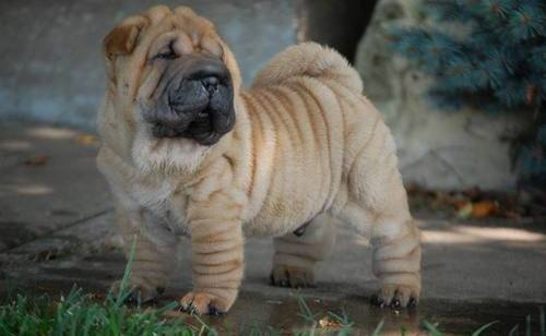 Magnificent Chinese Shar-Pei Puppies For Sale Image eClassifieds4u