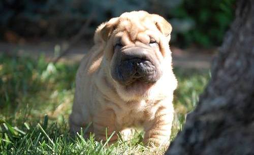 Magnificent Chinese Shar-Pei Puppies For Sale Image eClassifieds4u