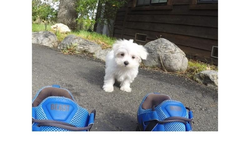 Our gorgeous male and female Maltese Puppies For Sale Image eClassifieds4u