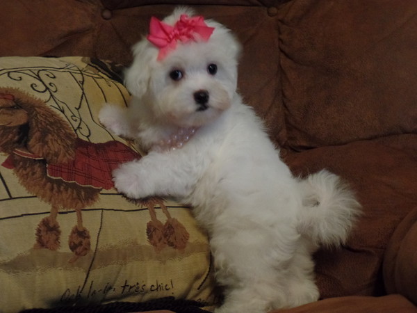 Stunning Genuine Maltese Puppies Image eClassifieds4u