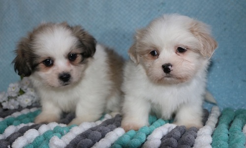 We have vet checked Lhasa Apso Puppies For Sale Image eClassifieds4u