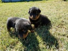 12 weeks old Rottweiler puppies
