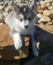 Adorable Pomsky puppies