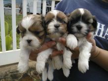 Adorable tiny Shih Tzu puppies