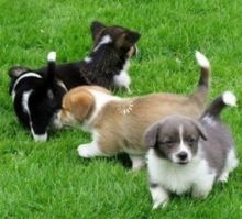 Astonishing C.K.C Pembroke Welsh Corgi Puppies For Adoption