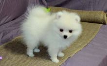 Beautiful, white Pomeranian girl is looking for good home