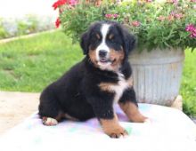 Bernese Mountain Puppies