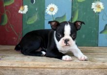 Boston Terrier Puppies