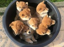 Charming Shiba Inu puppies