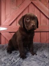 Chocolate Labrador Retriever Puppies