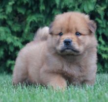 Chow Chow Puppies