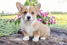 Corgi Puppies