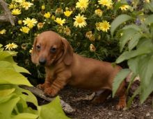 Dachshund Puppies